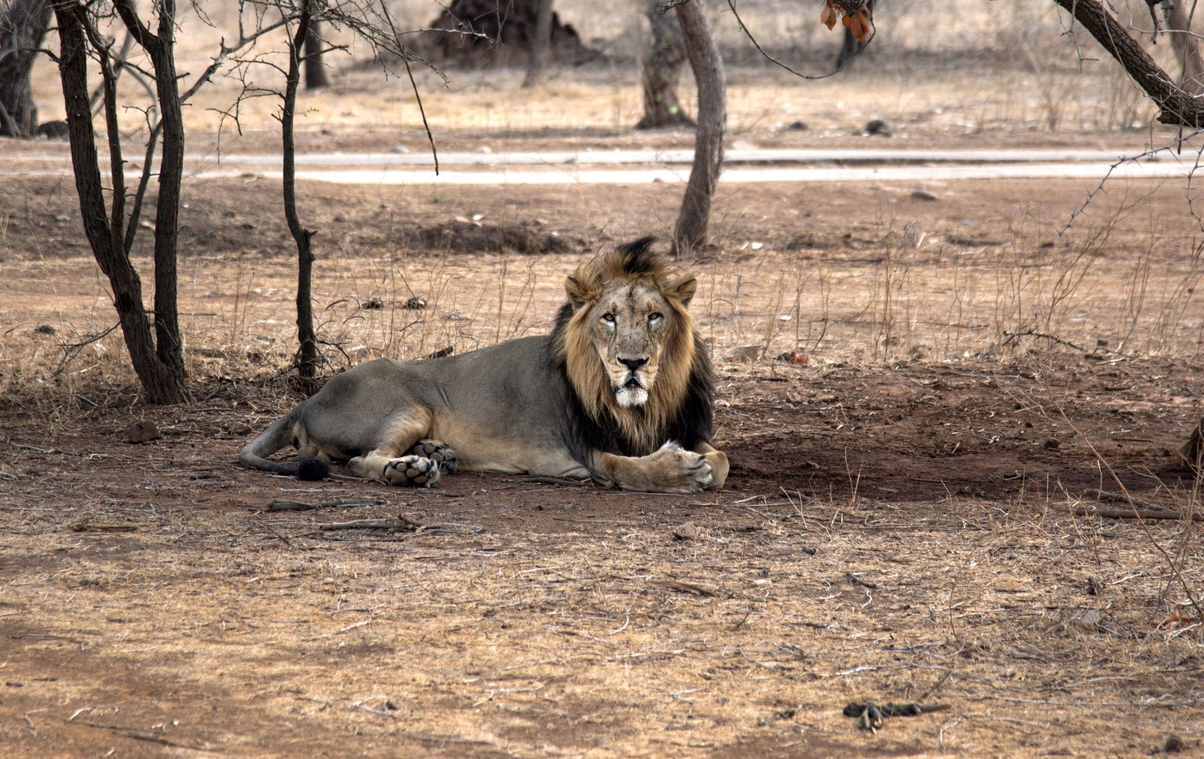 Gir Lion Safari By Air Foliage Outdoors